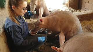 It&#39;s feeding time for our aardvark!