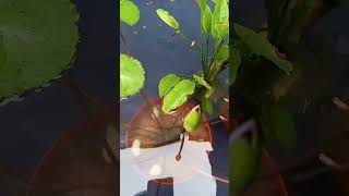 Download lagu Guppy AFR (Albino Full Red) in Biidznillah Guppy Farm, Perum Bida Garden 1 Blok Anggrek 2 No 5 Batam mp3 Download lagu Guppy AFR (Albino Full Red) in Biidznillah Guppy Farm, Perum Bida Garden 1 Blok Anggrek 2 No 5 Batam mp3