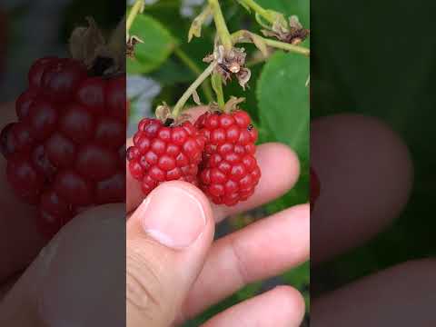 地図で見る: オーストラリア