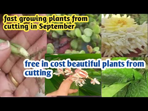 Grow costly and beautiful fast growing plants from cutting September  @GardeningwithMalwinderkaur