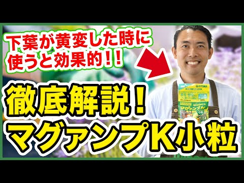 Geomys pinetisについて詳しく解説