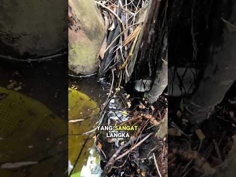 cara menangkap ikan cupang liar