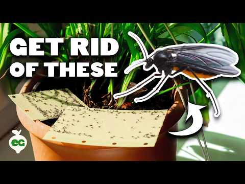 Foolproof Fungus Gnat Prevention and Control