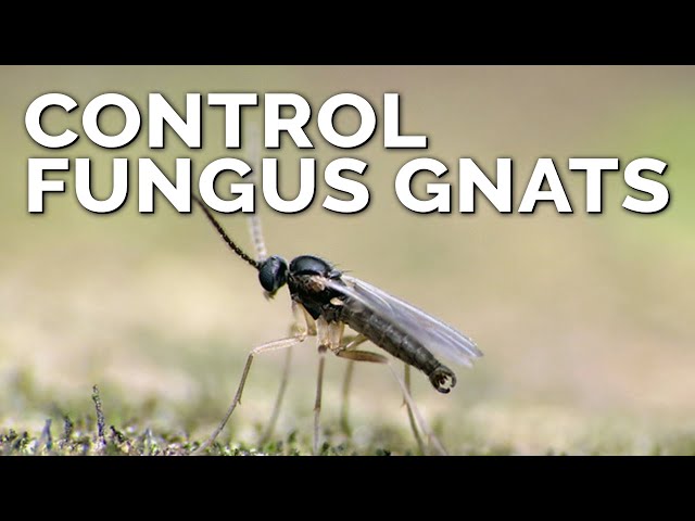 Video Aussprache von sciarid in Englisch Video Aussprache von sciarid in Englisch