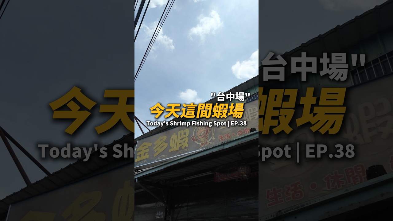 今天這間蝦場EP.38【MLS蝦戰天下】#17shrimp #台湾のエビ釣り #shrimpfishing #새우낚시