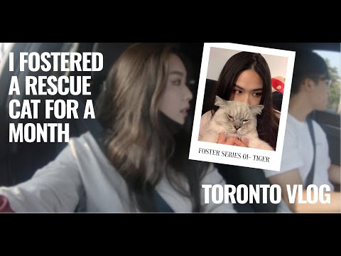FOSTER SERIES | Toronto Vlog - First time fostering, learning how to take care of a sick cat