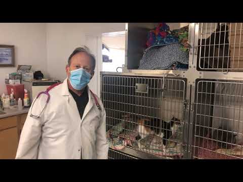 Pet stop vet clinic post anesthesia rounds