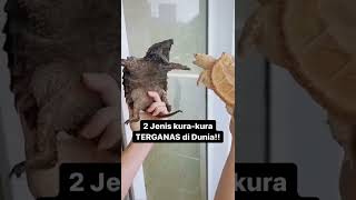 Download lagu DUEL KURA KURA TERGANAS mp3