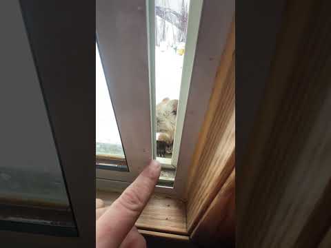 Un homme tente d'attraper une fouine qui veut entrer par la fenêtre