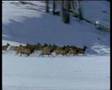Royksopp- Alpha male (Wolves clip) 