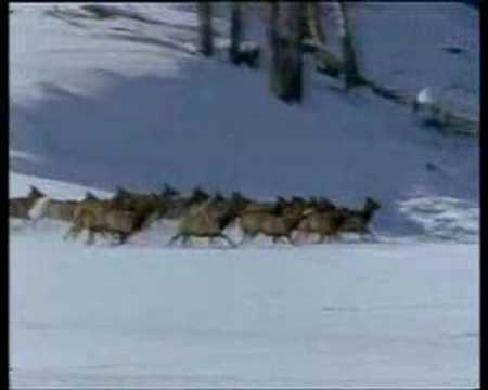 Röyksopp- Alpha male  Wolves clip