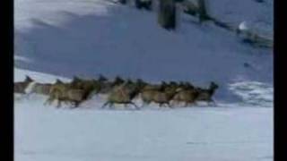 Röyksopp- Alpha male  Wolves clip
