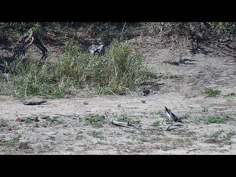 Djuma: Blacksmith Lapwings with one sitting on nest - 13:58 - 10/05/2023
