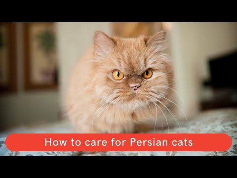 How to care for Persian cats || how to care for persian cats fur || how to look after persian cats