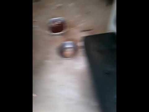 The dog show: hugs  and kisses