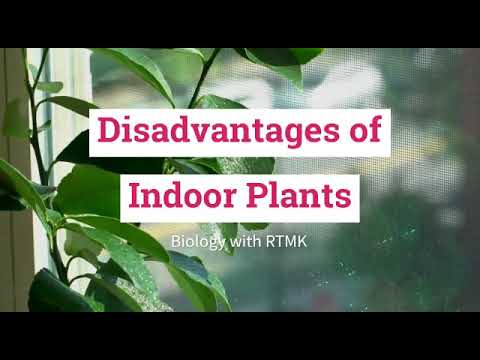 image-Why are indoor plants bad?