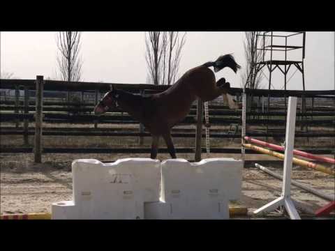 Cornet Obolensky out of full sister Quite Easy