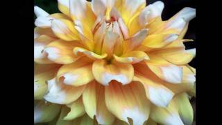 Garden Variety Natural Glory; beautful floral close-ups