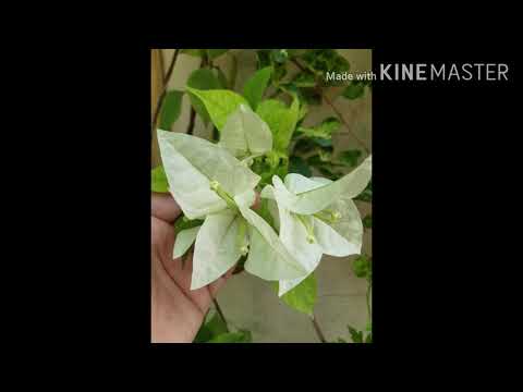 The flowers Season ! "Rubab Special" .