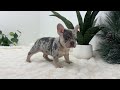 French Bulldog dogs for sale: Marco - Video 1