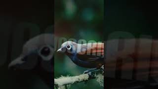 Download lagu MASTERAN KICAU MANIA POKSAY MANTEL SUARA MP3 mp3 Download lagu MASTERAN KICAU MANIA POKSAY MANTEL SUARA MP3 mp3