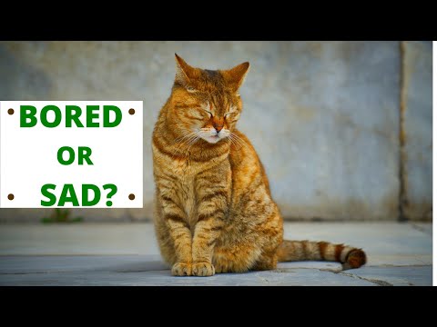 How to know if my cat is sad? Cat Depression Signs, Reasons & how to curb it.