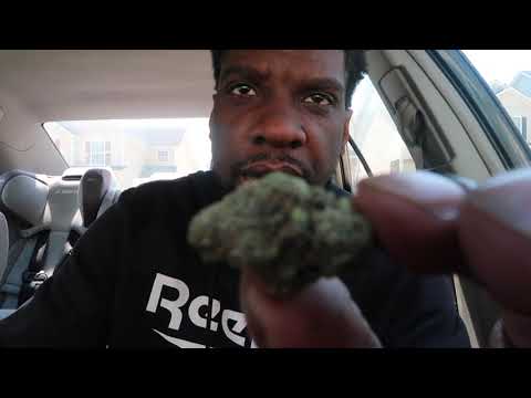 Italian Ice Strain Allbud