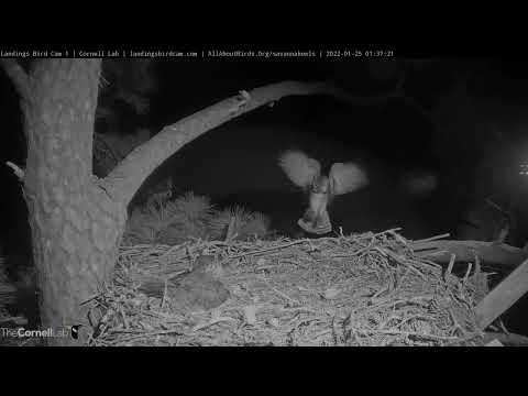 Midnight Snack Delivered At Great Horned Owl Nest – Jan. 25, 2022