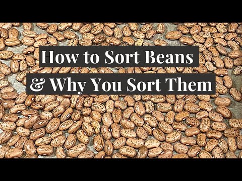 Part of a video titled How to Sort Beans and Why You Sort Them - YouTube