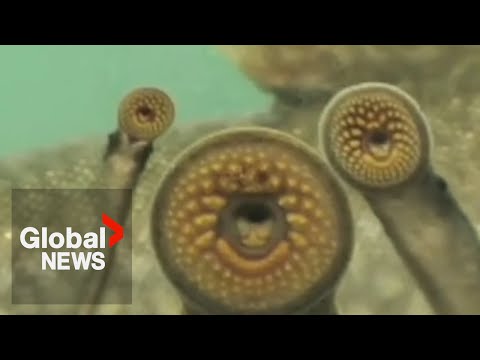 Invasive “vampire fish” on killing spree in Great Lakes