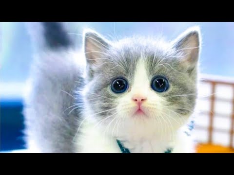 beautifull and cute cats  vidio 😺🐈😺🐈❤️please subscribe my chenal