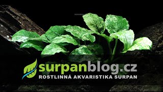 Anubias barteri nana Pinto - Aquarium Plants | SURPAN.cz