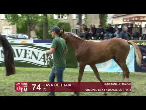 Sprinter Sacré Show 2019 : Lot 74 - JAVA DE THAIX