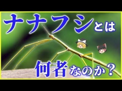 ウロミスについて詳しく解説