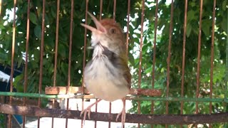 Download lagu Tailor bird songs variasi mp3 Download lagu Tailor bird songs variasi mp3