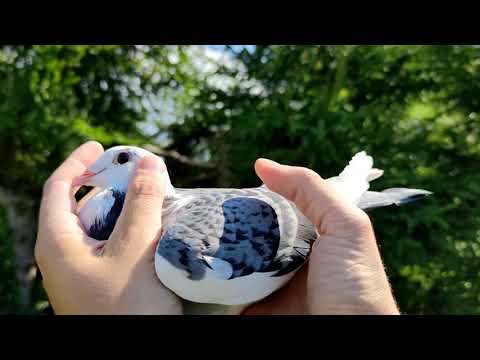 #brieftauben #pigeonracing  #pigeons #pigeon  Bart Geerinckx granddaughter Gladiator Racing Pigeons