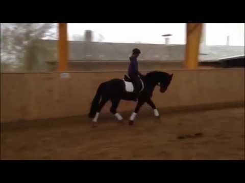 Cormint x Chambertin x Caletto II