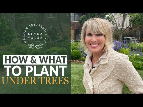 image-What can you plant under old oak trees?