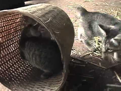 A Brief History of Cats.m4v