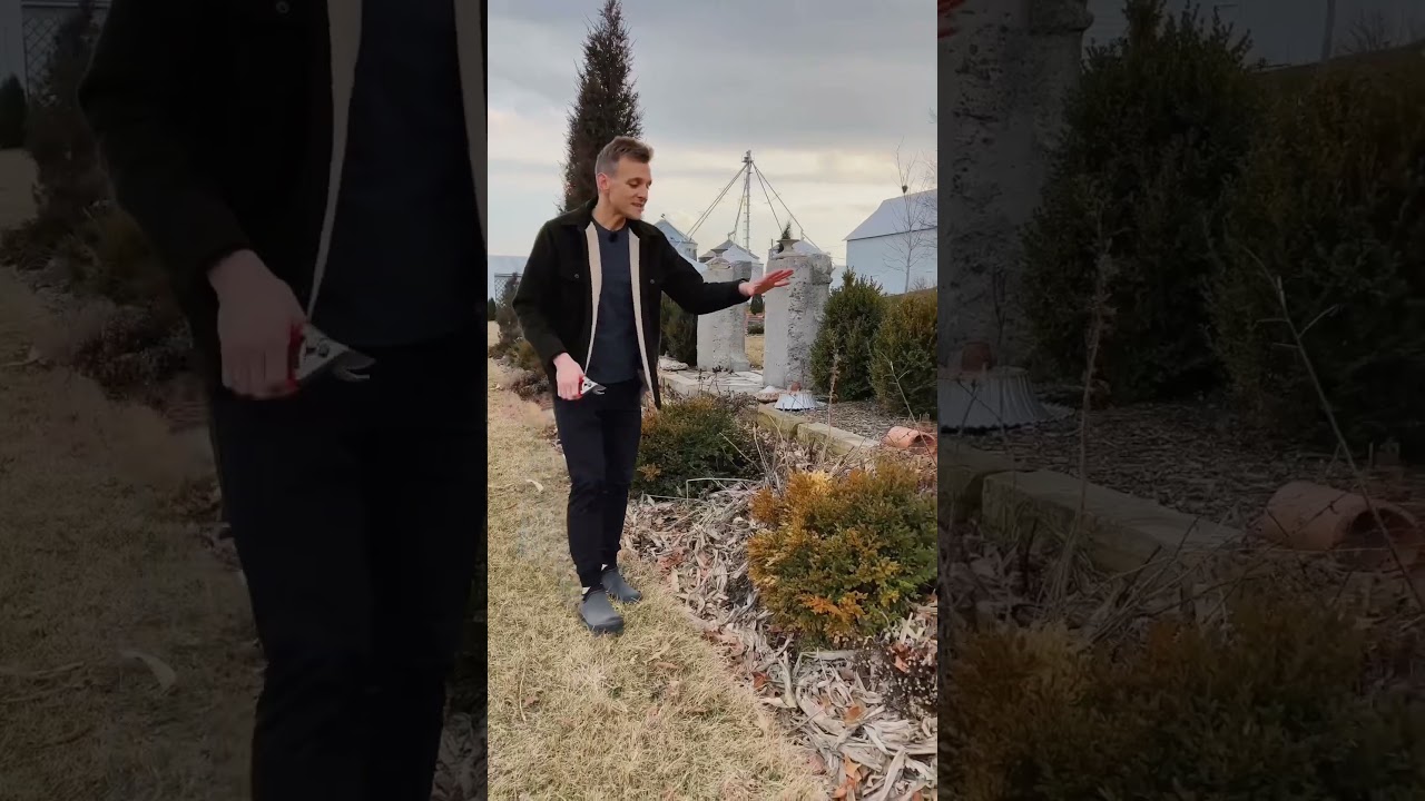 If your boxwoods are a different color in winter and spring, they could be dead!