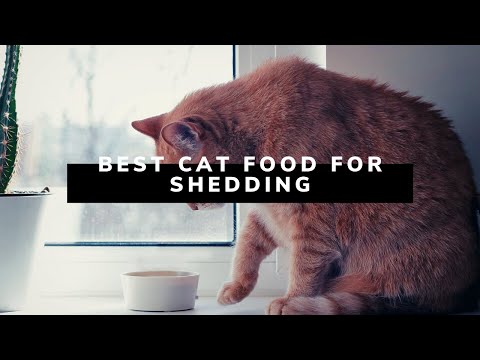 Best Cat Food for Shedding