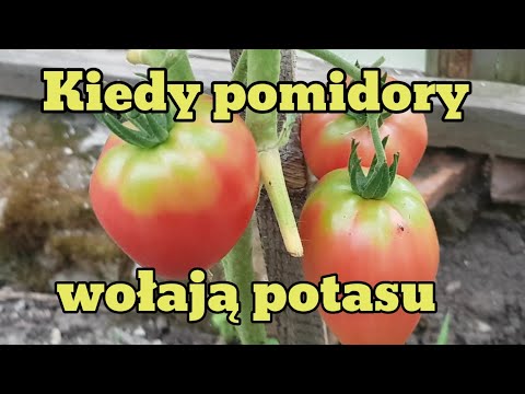 , title : 'Kiedy pomidory wołają o potas. Zielona piętka pomidora.'