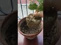 Arabian Jasmine Mogra Flower Videos Music InstaShot ThemeMusician Xuxiao