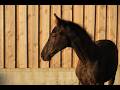 Magnifique poulain SBS par Pegase van't Ruytershof
