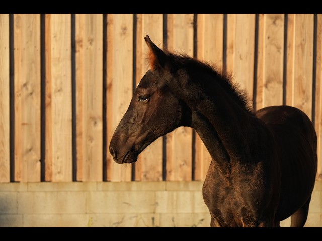 Magnifique poulain SBS par Pegase van't Ruytershof
