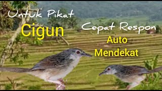 Download lagu Suara Pikat Ciblek Gunung/Cigun Paling Jitu mp3