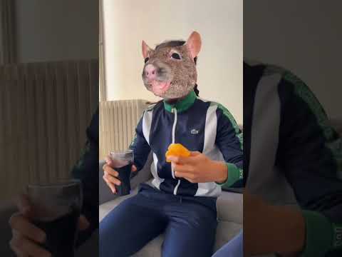 The Rat's Perfect Plan for Vesqui on Valentine's Day