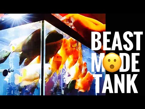 Red Devil BEAST Tank with 10 Fish