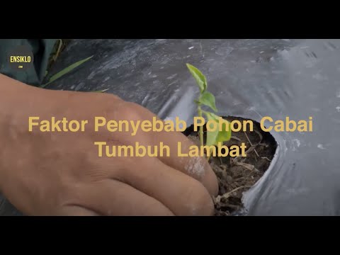 , title : 'Faktor Penyebab Tanaman Cabai Telat Tumbuh'