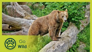 Gene Pools of the Alps - The Secrets of Nature